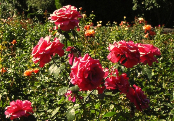 Gorgeous roses, Portland Rose Garden