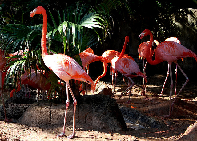 Flamingos at the Audubon Zoo, New Orleans