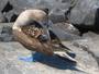 Square_blue%20footed%20booby