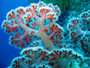 Square_where%20to%20go%20snorkeling%20and%20diving%20in%20bali-menjangan