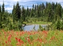 Square_canadian_rockies_adventure_vacation-mountain_meadow