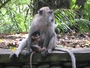 Square_monkey_forest_ubud_bali_review-mother_and_baby_monkey