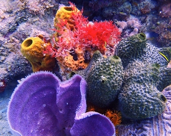 Featured_scuba_certification_in_jamaica_at_couples_resorts-colorful_corals_anemones