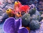 Square_scuba_certification_in_jamaica_at_couples_resorts-colorful_corals_anemones