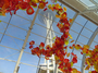 Square_chihuly_garden_and_glass_seattle-glasshouse_and_space_needle