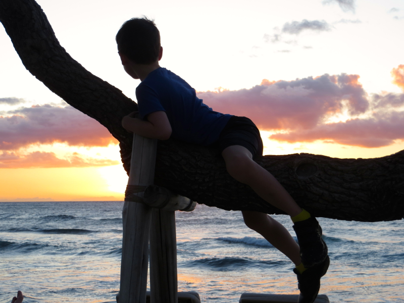 Sunset View from a Tree at Beach Tree, Hualalai