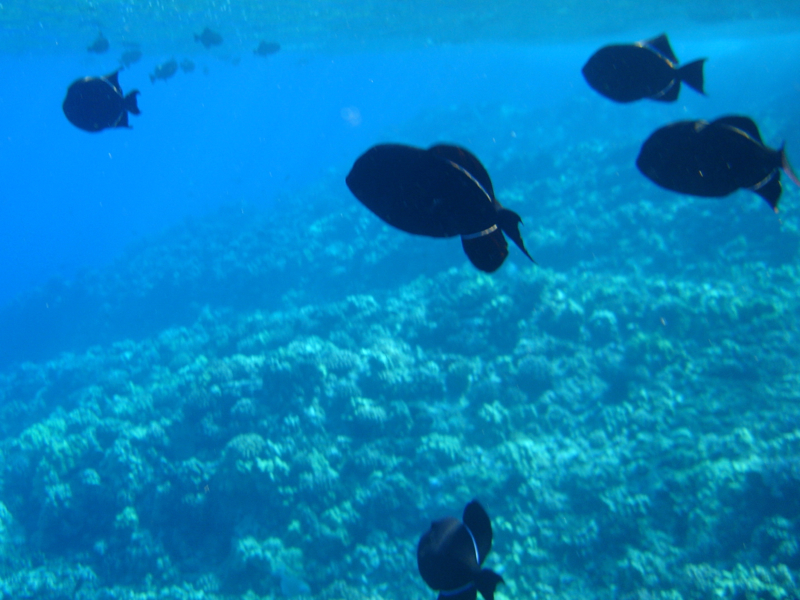 Maui Snorkel Charters Molokini Review - Hawaiian Black Triggerfish