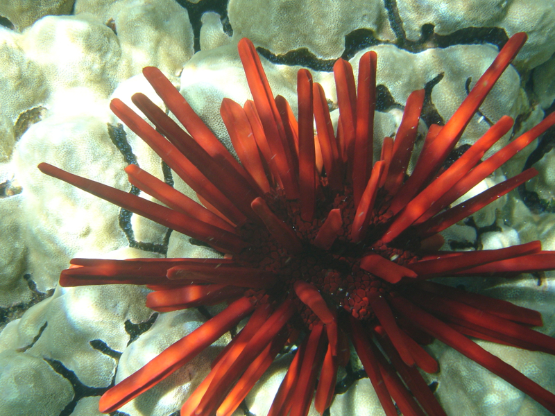 Red Slate Pencil Sea Urchin, Molokini Snorkeling with Maui Snorkel Charters