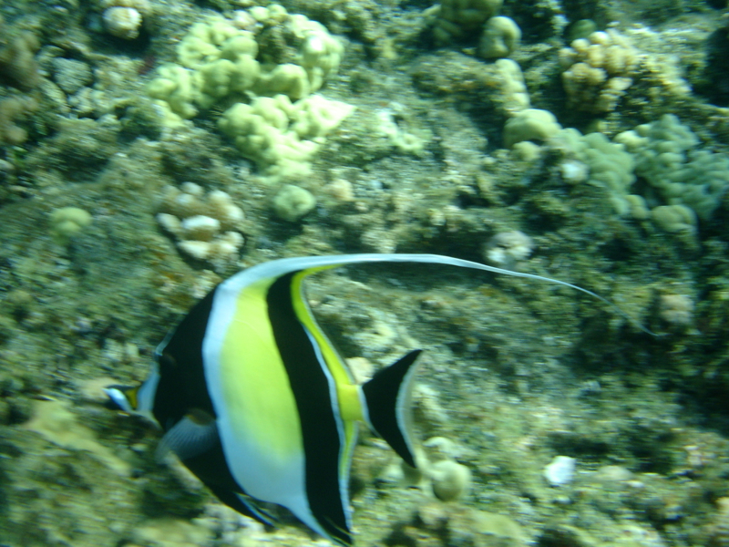 Moorish Idols, Molokini, Maui