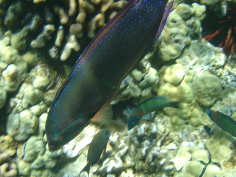 Clown Wrasse, Molokini Snorkeling with Maui Snorkel Charters