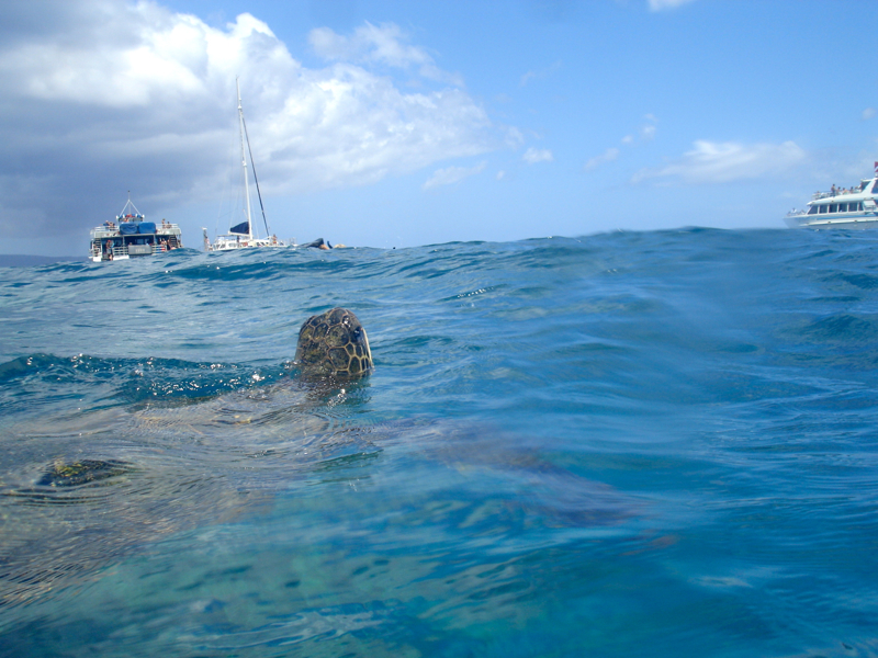 Green Sea Turtle on Snorkeling Trip with Maui Snorkel Charters