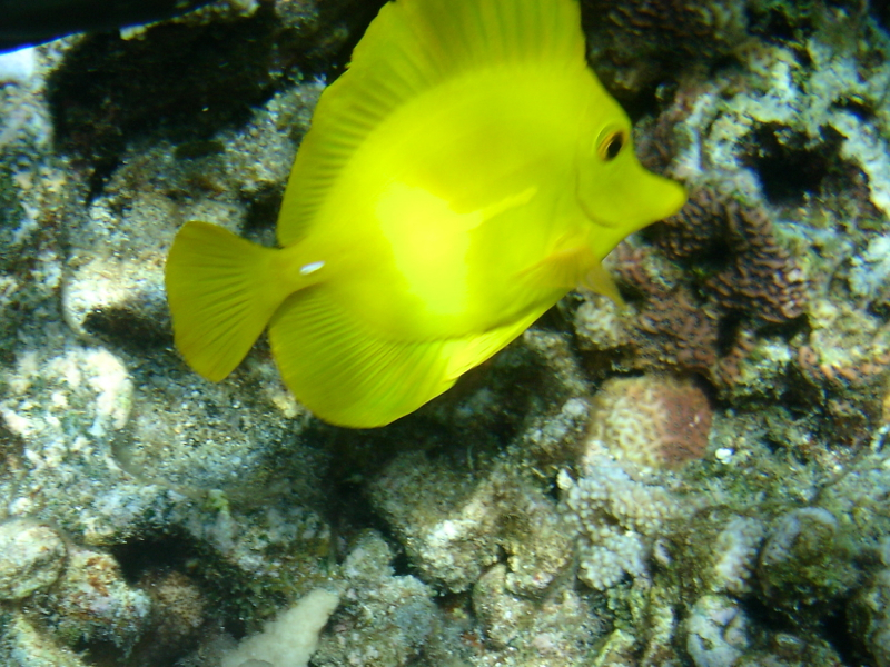 Maui Snorkel Charters Review - Yellow Tang