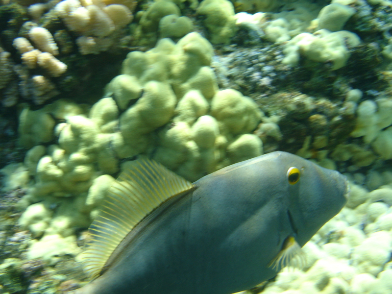 Maui Snorkel Charters Review - Snapper