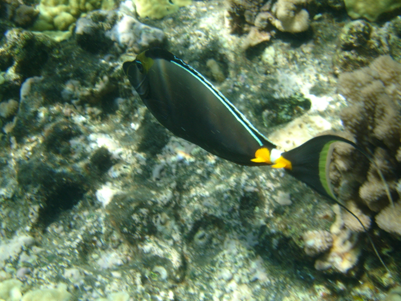 Achilles Tang, Snorkeling Molokini with Maui Snorkel Charters