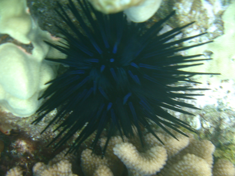 Black Sea Urchin, Molokini Snorkeling with Maui Snorkel Charters