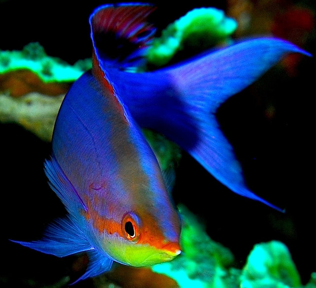 Anthias, Diving in Wakatobi, Indonesia