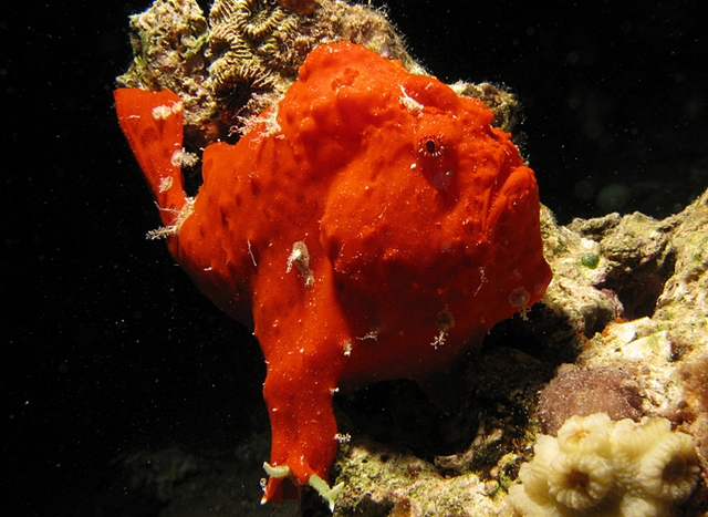 Frogfish-Diving in Dominica