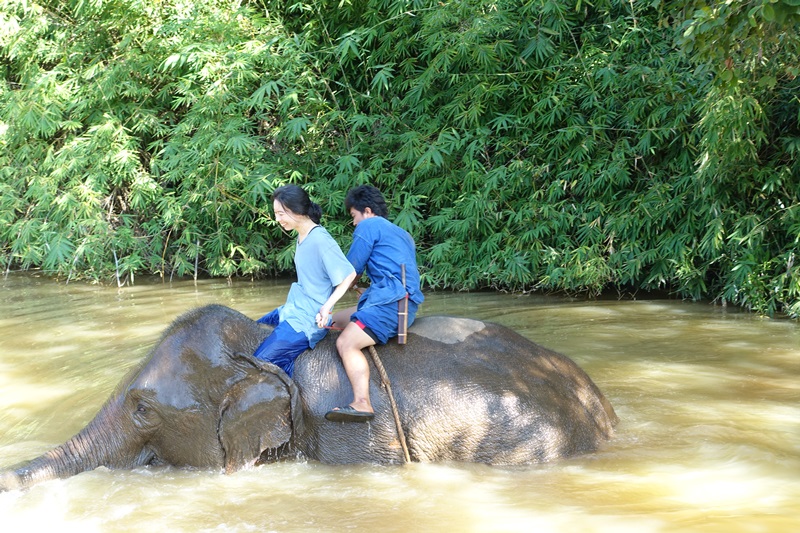 Bathing Elephants, Golden Triangle, Thailand