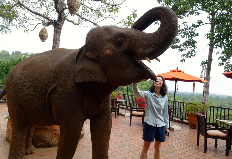 Elephant at Breakfast, Sala Mae Nam, Anantara Golden Triangle