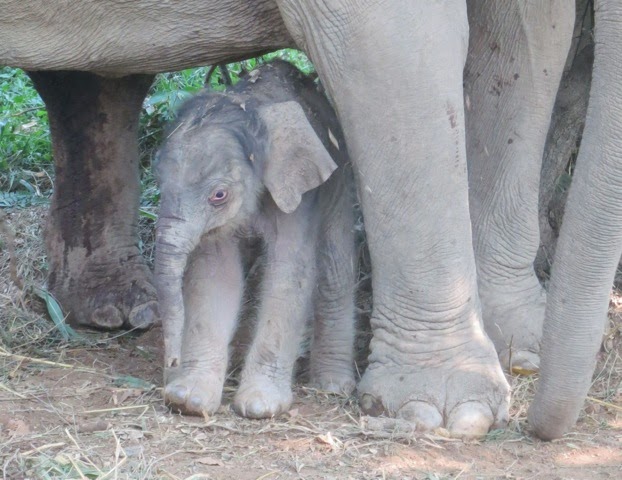 Baby Elephant Nong Sam, Anantara Golden Triangle