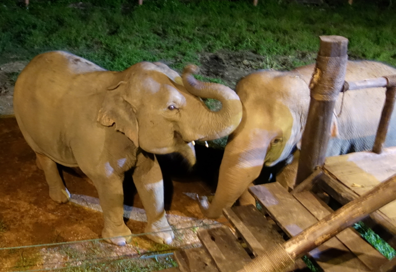 Anantara Golden Triangle Dining by Design - Elephants Socializing