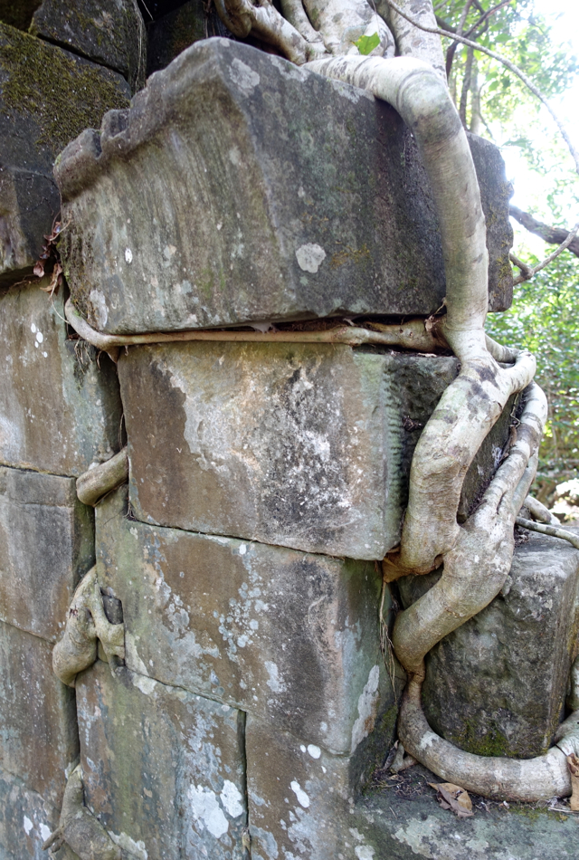 Tree Roots at Beng Mealea