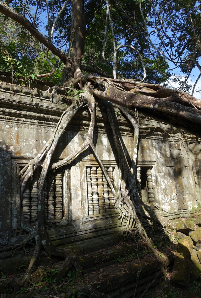 Tree Roots Taking Over Beng Mealea Temple Ruins