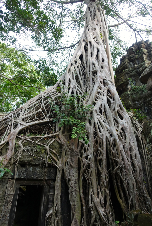 Intricate Web of Tree Roots, Ta Prohm Temple