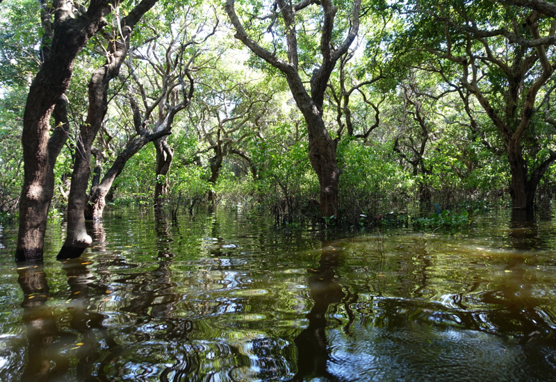 Mangrove Forest, Amansara Tonle Sap Boat Cruise