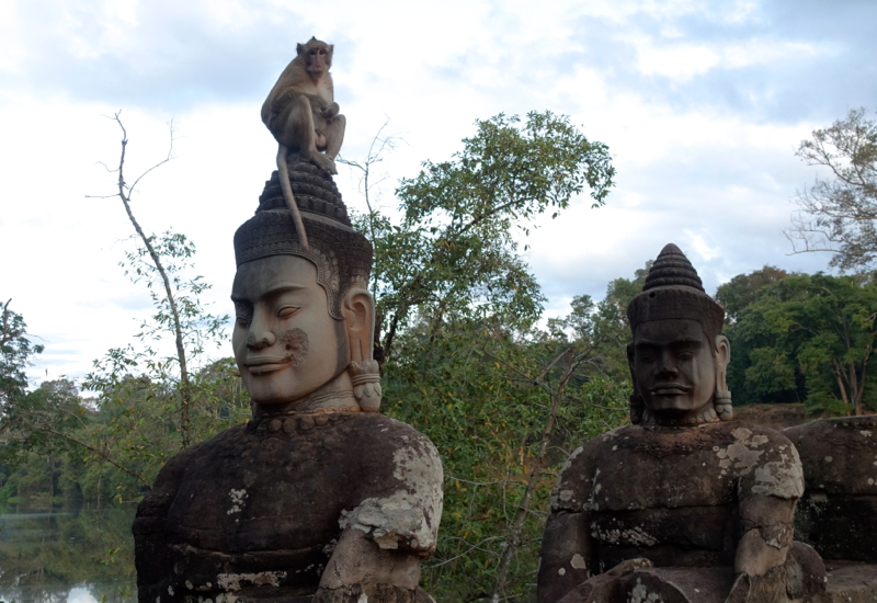 Monkey on the Way to The Bayon