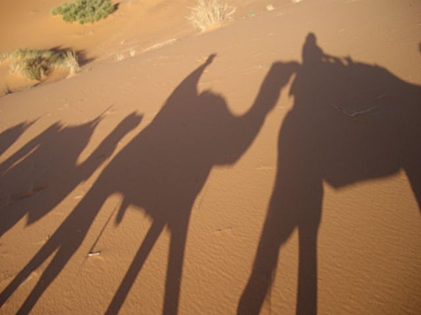 Camel shadows in the desert, Morocco