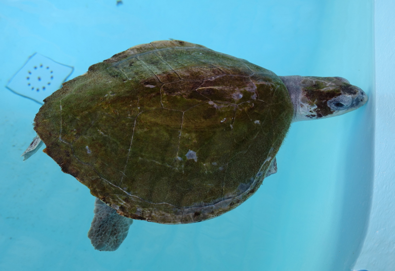 Four Seasons Landaa Giraavaru Activities-Things to Do-Rescued Turtle at Marine Discovery Center