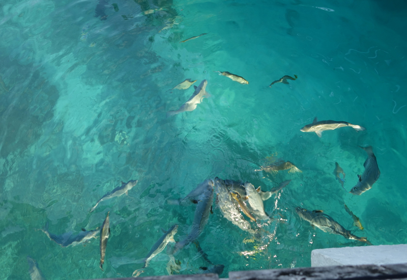 Fish Feeding Frenzy, Four Seasons Landaa Giraavaru