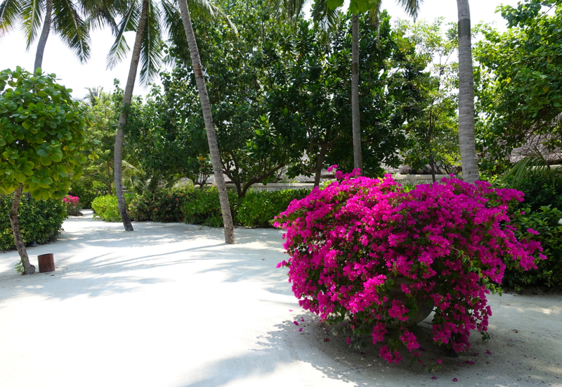 Four Seasons Maldives at Kuda Huraa Review: Lush Landscaping and Bougainvillea