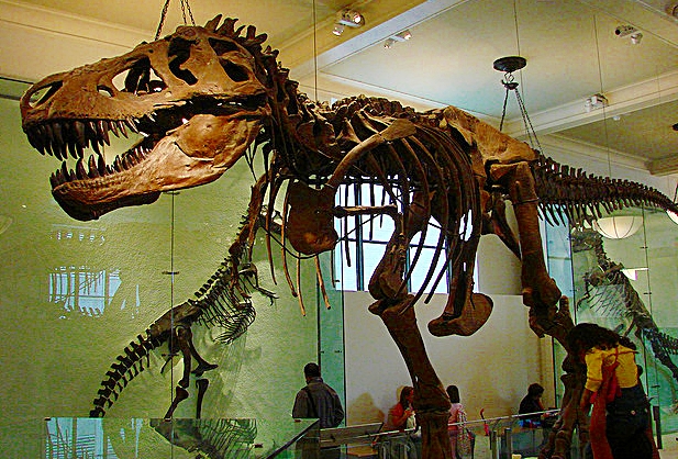 American Museum of Natural History, New York