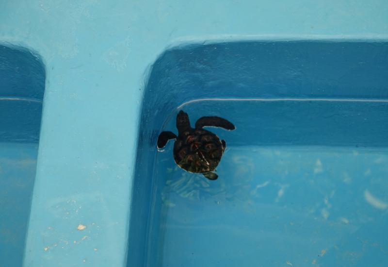 Turtle Hatchling at Marine Discovery Center, Four Seasons Maldives at Kuda Huraa