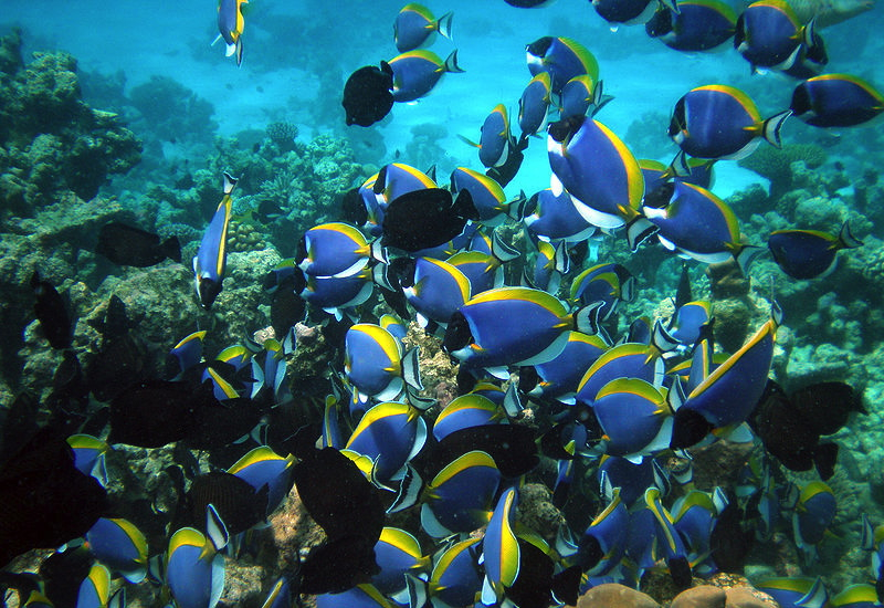 Snorkeling: One of the Top Things to Do at Four Seasons Maldives at Kuda Huraa