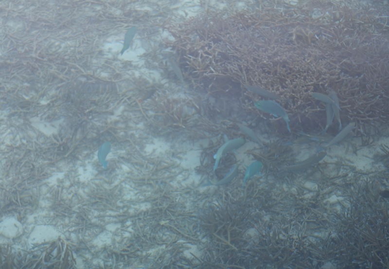 View of Fish from Our Deck, Superior Water Villa, Conrad Maldives