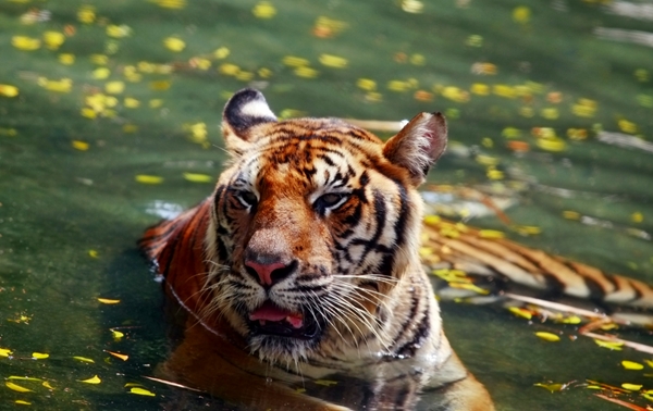 Tiger at Sri Racha Tiger Zoo, Pattaya