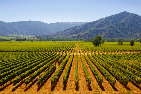 Vineyards near Santiago, Chile