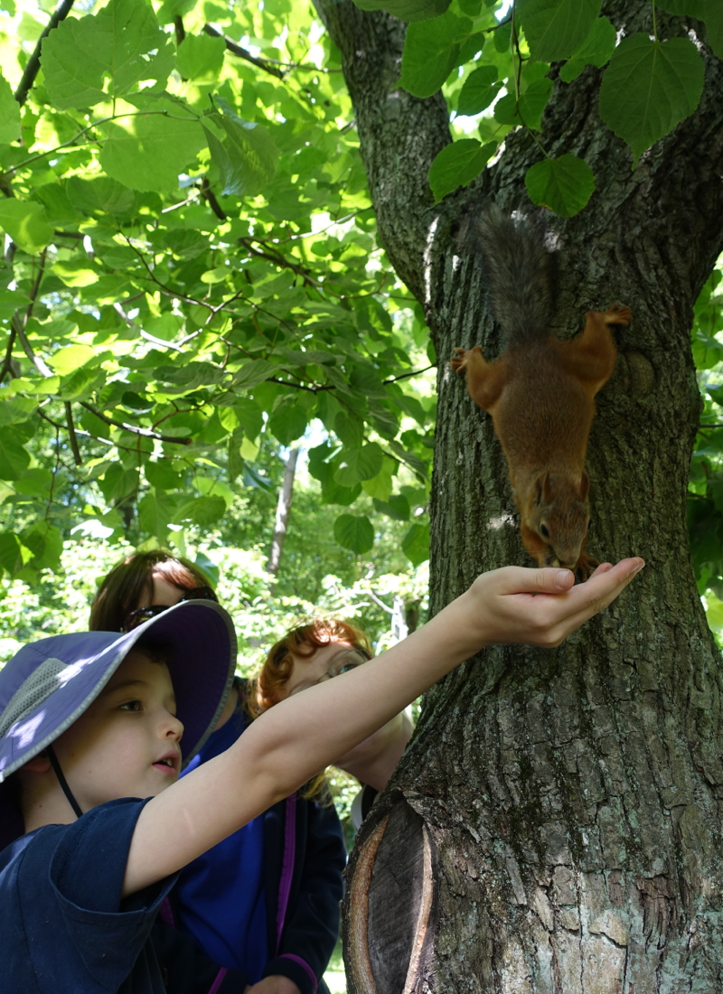 Feeding a Squirrel at Peterhof, Near St. Petersburg Russia