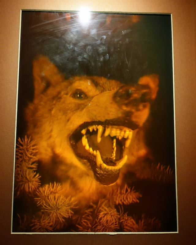 Wolf Hologram, LabyrinthUm Museum St. Petersburg Russia