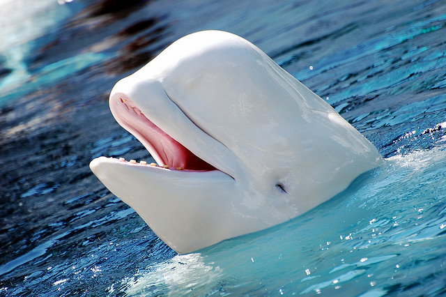 Beluga Whale, St. Petersburg Dolphinarium, Russia