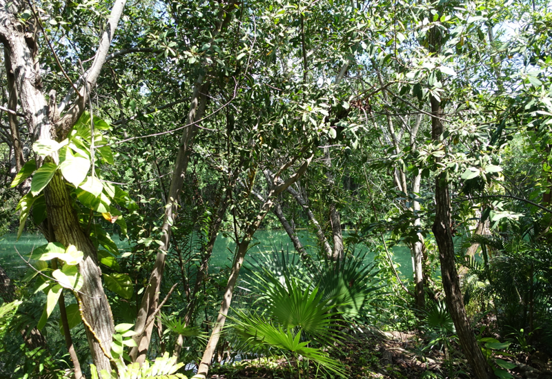 Forest and Canal View, Deluxe Casita, Fairmont Mayakoba