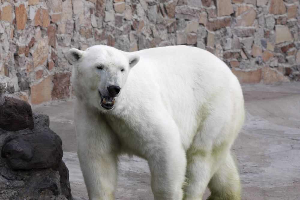 Polar bear at St. Petersburg Zoo, Russia