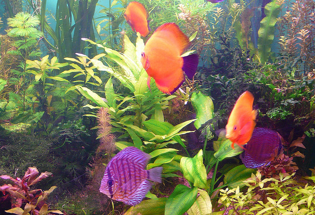 Oceanarium, St. Petersburg, Russia