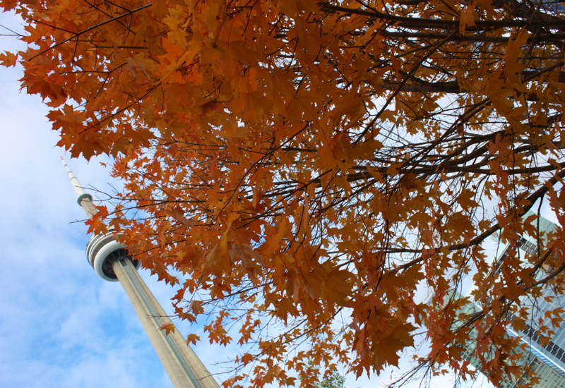 LiveToronto Walking Tour Review: CN Tower and Fall Colors