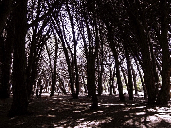 Energetic Forest (Bosque Energetico) near Miramar, Argentina