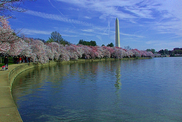 Washington Monument and Cherry Blossoms, Washington DC