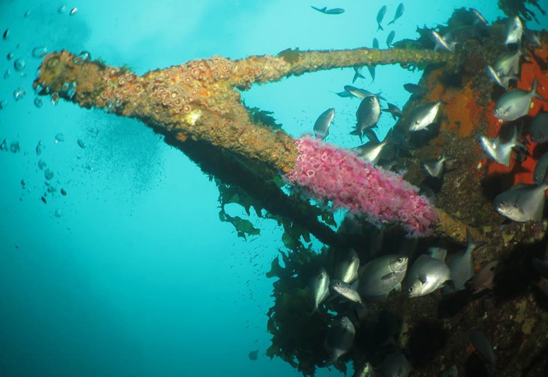 Paihia Dive Review, Bay of Islands, New Zealand